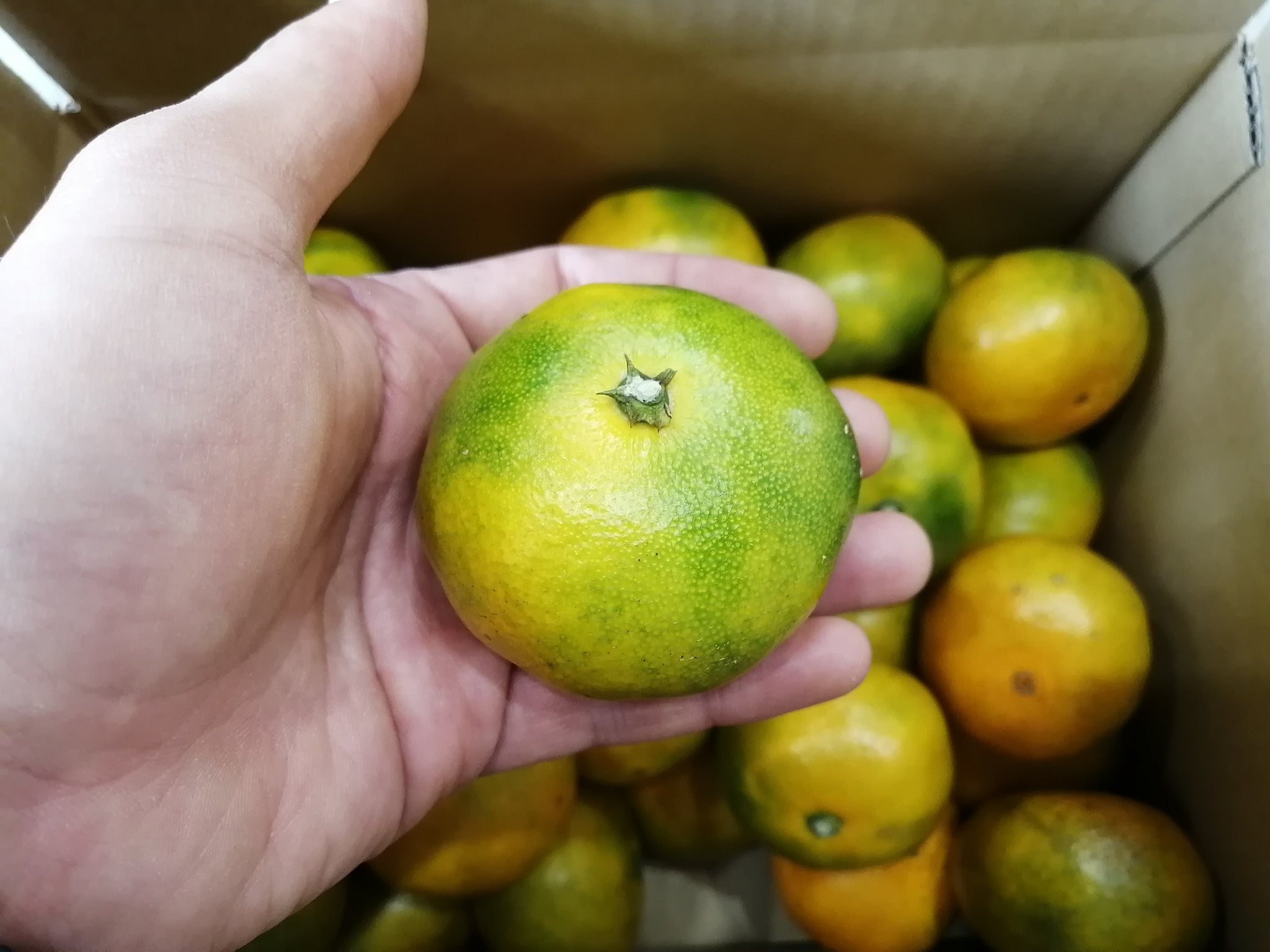 極早生温州みかん 贈答用 A品 5kg – 岡宗農園メリーガーデン