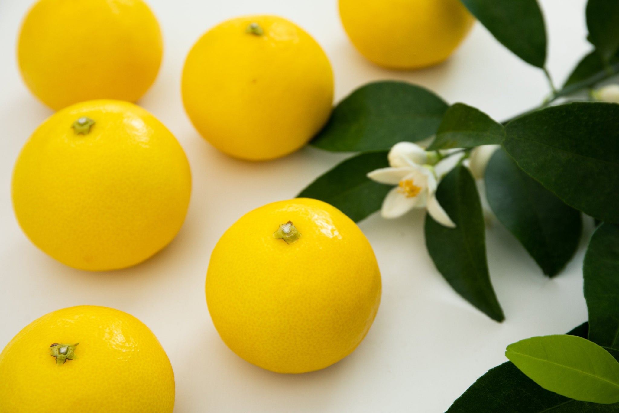 ハウス小夏 ご自宅用 B品 5kg – 岡宗農園メリーガーデン オンラインストア